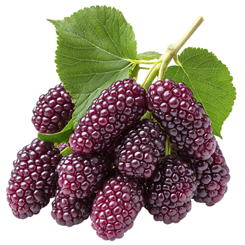 Fresh Blackberries on a Branch with Green Leaves, Transparent Background png