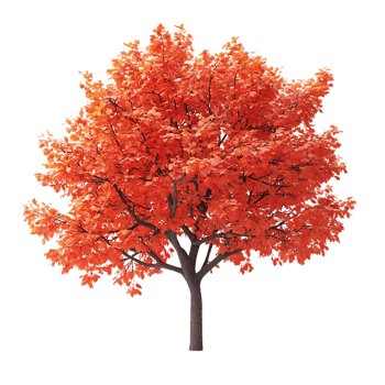 Autumnal Maple Tree with Transparent Background - Vibrant Red Foliage Isolated on Black png