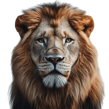 Majestic Lion with a Transparent Background, a Powerful and Regal Animal with a Striking Gaze png