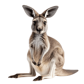 A Curious Kangaroo Sitting on a Transparent Background, an Australian Icon with Big Ears and a Powerful Tail png