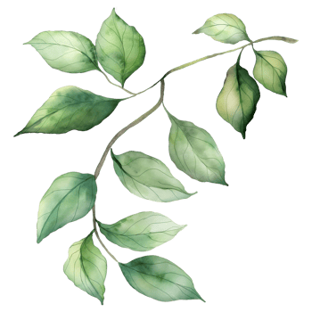 Green leaves with branch in watercolor style isolated on transparent background png