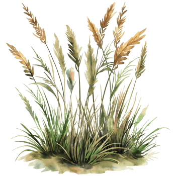 Grass spring in watercolor style isolated on transparent background. png