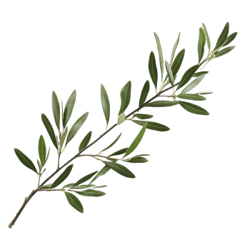 An olive tree branch shows vibrant green leaves against a transparent background, highlighting its natural beauty, branch of a olive tree with leaves on transparent background png
