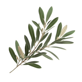 A branch from an olive tree showcases its vibrant green leaves, highlighting the plant's natural beauty and elegance, branch of a olive tree with leaves on transparent background png