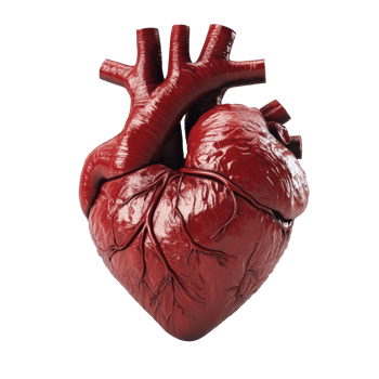Detailed anatomical model of human heart with complex structure of arteries, veins and muscle tissue. Internal organs for transplantation png