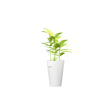 home decoraction plant in pot isolated on transparent Canvas png