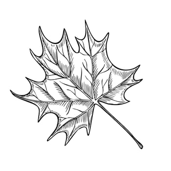 Autumn Maple Leaf Illustration. Linear Botanical Art for Seasonal fall decor or Halloween invitations on isolated background. Outline black Drawing for Harvest festival. Floral etching. vector