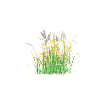 collection of Chinese silver grass isolated on transparent Canvas png