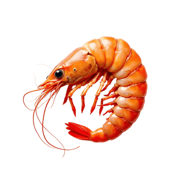 shrimp on transparent background png