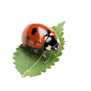 Ladybug Resting on Leaf with Transparent Background png