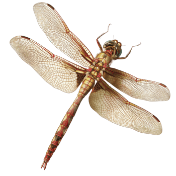 Delicate Dragonfly in Majestic Flight Against a Pristine Sky. Exquisite Details Captured, Showcasing Intricate Wing Patterns and Graceful Movements. png