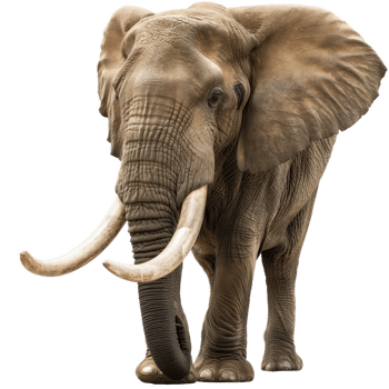 Majestic Elephant in Profile Tusks on Display png
