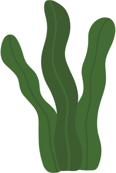 seaweed leaf, underwater plant png