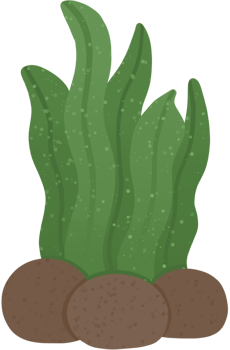 Green seaweed with rocks png