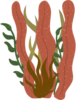 colorful group of seaweed png