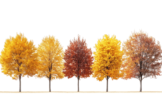 Row of colorful autumn trees. Fall season png