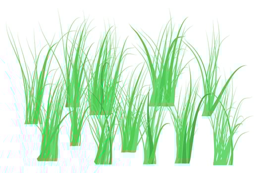 The front yard green grass borders on white background. The grass is very popular. vector