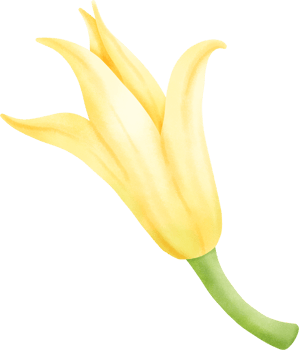 Champa flower illustration png