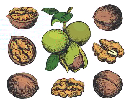 Hand drawn sketch illustration of walnuts. Open walnut kernel, branch with leaves and nuts. Colored engraving isolated on white background. Clipart set for organic food, oil, liqueur. vector