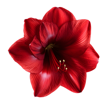 A vibrant red amaryllis flower showcasing exquisite detail and rich color, perfect for nature and floral themes. png