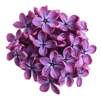 Beautiful cluster of lilac flowers showcasing soft purple hues and delicate petals, perfect for floral arrangements and backgrounds. png
