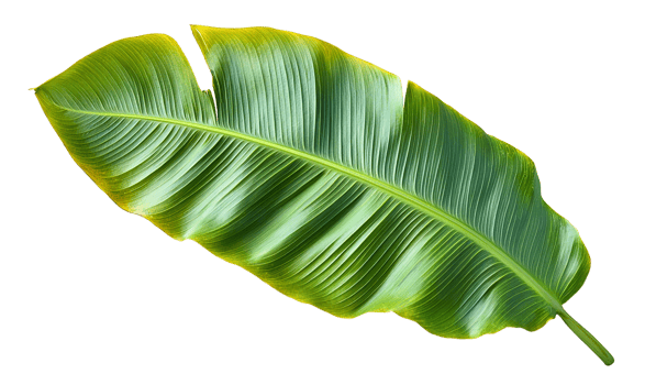 Banana leaf with clipping path png