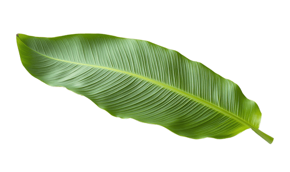 Banana leaf, transparent background png
