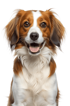 Happy brown and white dog on white background, cut out transparent png