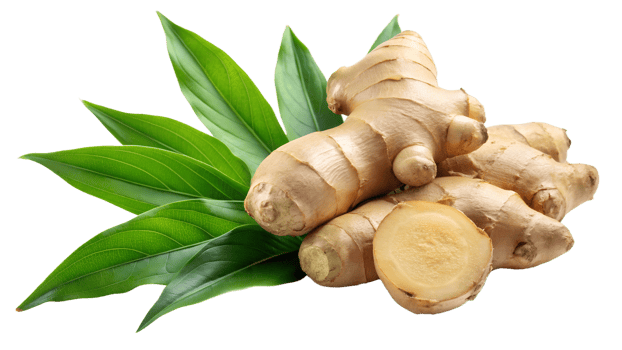 Ginger root with green leaves, white bg, cut out transparent png