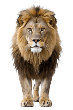 Lion strides confidently in sunlight, cut out transparent png