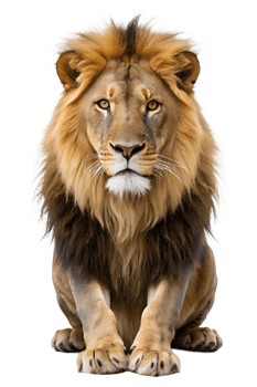 Majestic lion seated against a white background, cut out transparent png