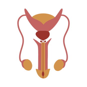 Penis and testis of human body anatomy png