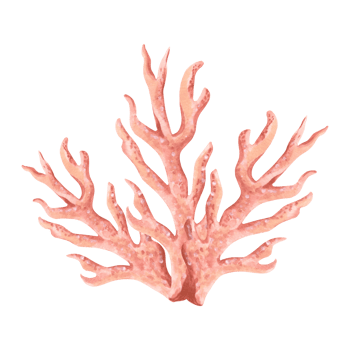 Pink coral. Hand drawn watercolor illustration isolated of background. Oceanic reef underwater animals, seaweed. Marine tropical theme. Exotic nautical design. Clipart for postcard, printing, sticker. png