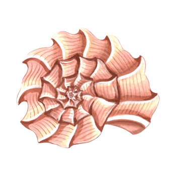 Seashell swirled by waves. Hand drawn watercolor illustration isolated. Underwater oceanic rif animals. Marine tropical theme. Exotic nautical design Clipart for card, print, textile, logo, sticker. png