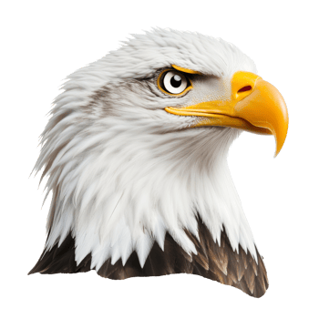 Eagle portrait at dawn, cut out transparent png