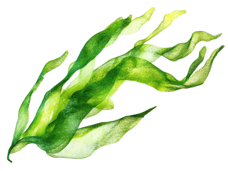 Colorful green seaweed floating in clear water, cut out transparent png