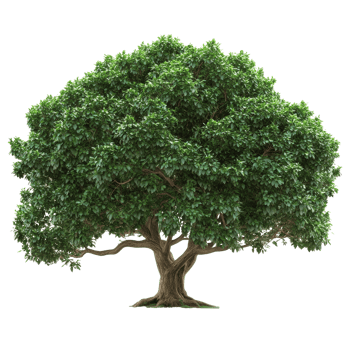 Large green tree with thick foliage under sunlight, cut out transparent png