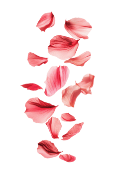 Floating pink rose petals on a white background, cut out transparent png