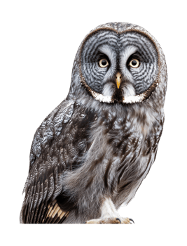 Great grey owl perched on a branch in winter, cut out transparent png