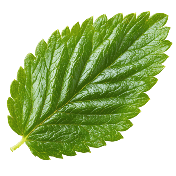 Green leaf on white background, cut out transparent png