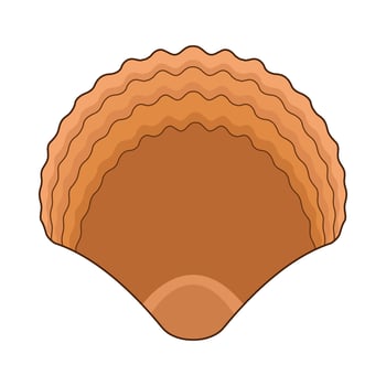 illustration of seashell vector