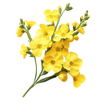 canola flowers transparent background png