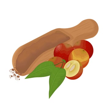 Illustration Logo Clip art Superfood Camu Camu berry and Dried Camu Camu Fruit Powder vector