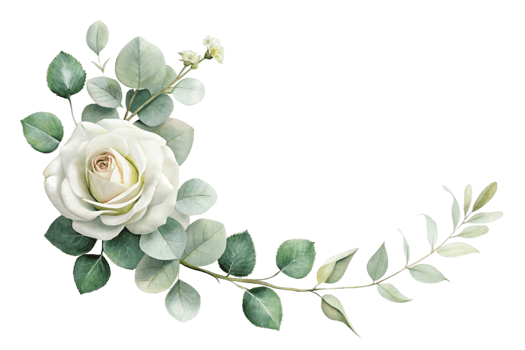 A white rose with green leaves and leaves png