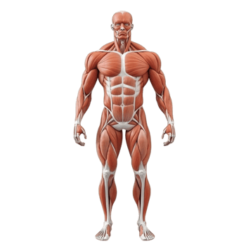 Human Body Muscle Anatomy Illustration on Transparent Background. png