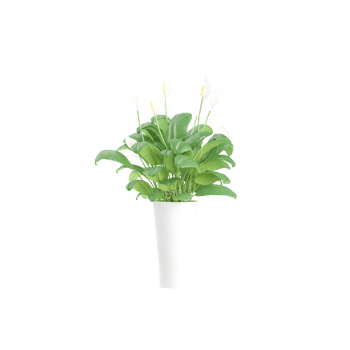 3d Rendering Of Spathiphyllum wallisii plant With Transparent Canvas png