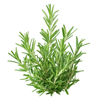 Fresh rosemary plant with lush green leaves stands out against a clean transparent background, Close up of rosemary herb plant on transparent background png