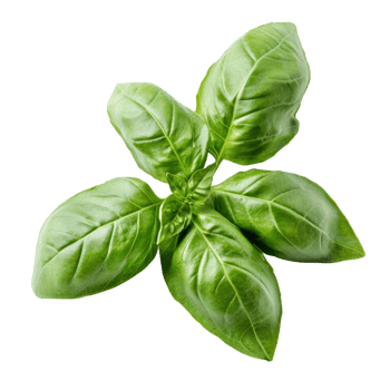 Vibrant fresh basil leaves are displayed on a clean surface, highlighting their rich green hue and smooth texture, fresh basil leaves on transparent background png