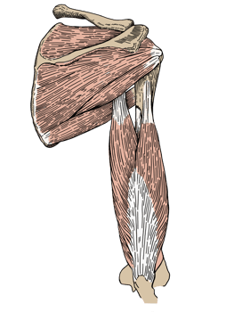 Vintage, hand drawn, rotator cuff muscles and bones anatomy. Medical illustration. png