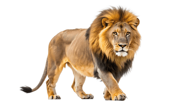 lion walking on transparent background png
